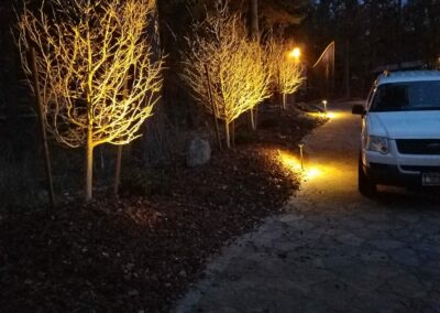 trees next to stone pathway with night time lighting