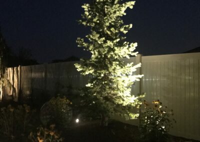 light shining on tree at night