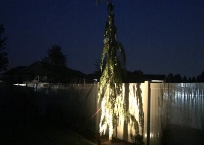 light shining on tree at night